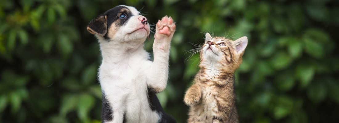 Código promocional Tiendanimal